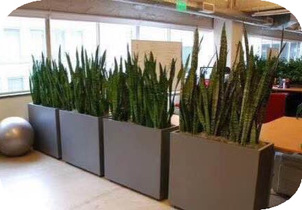 植物组合