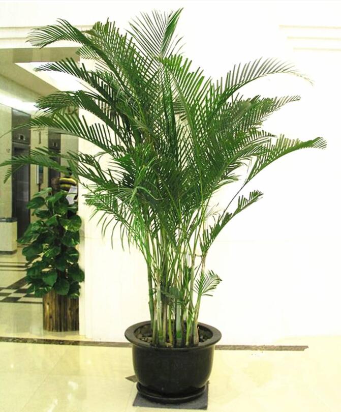 大型植物