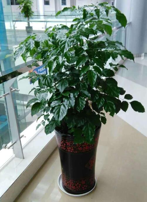 大型植物