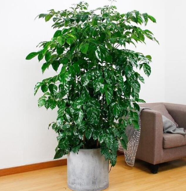 大型植物