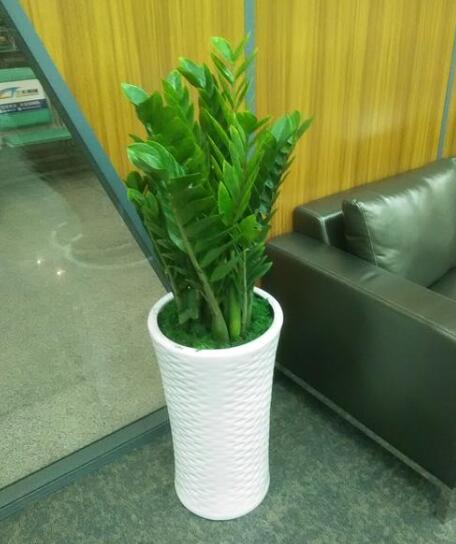 中型植物