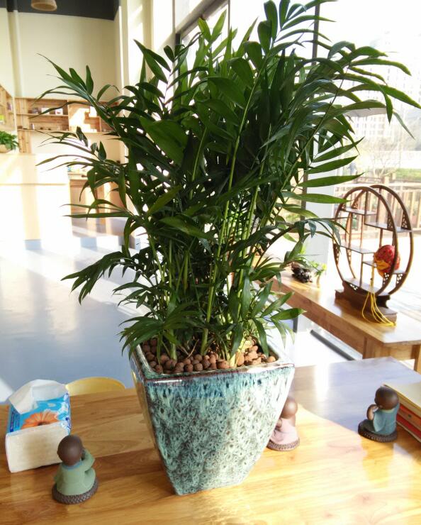 中型植物