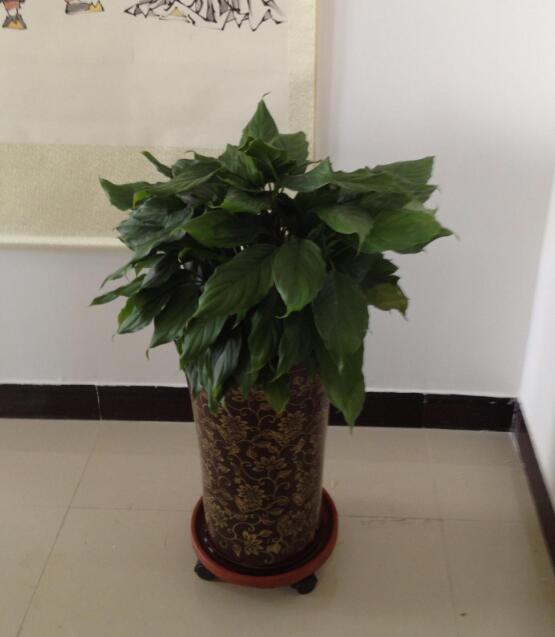中型植物