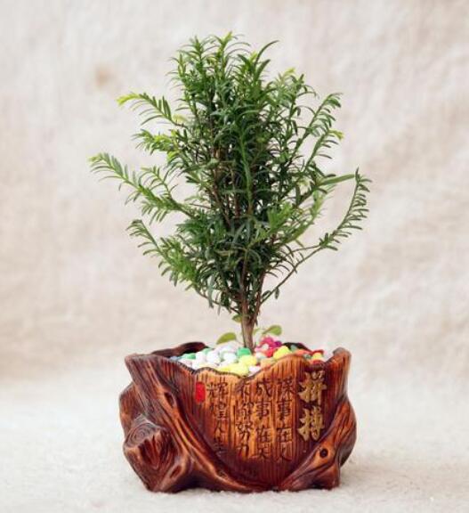 小型植物
