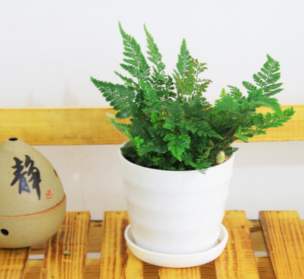 小型植物