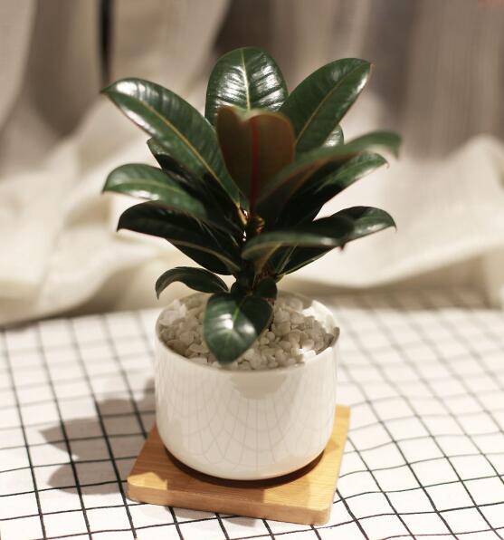 小型植物