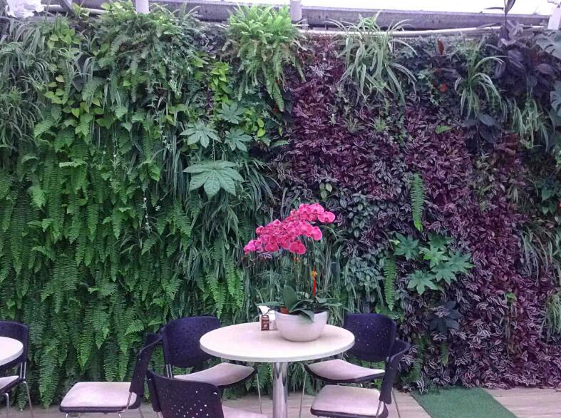 绿植墙
