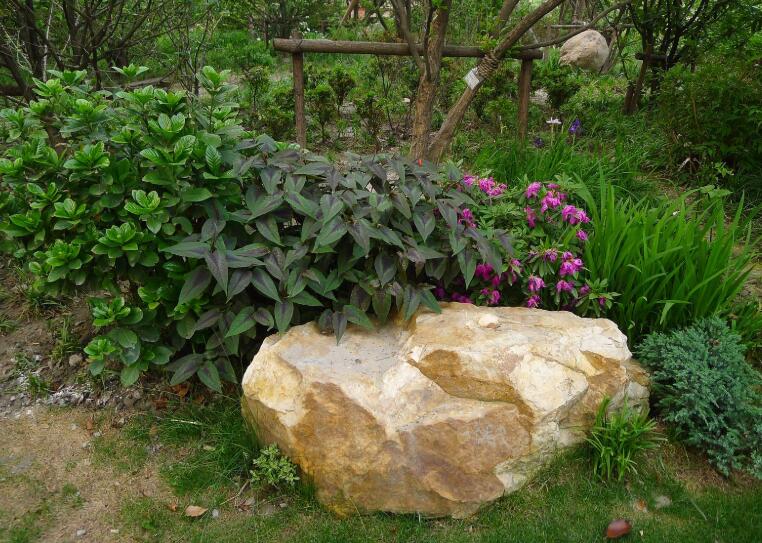 植物组景